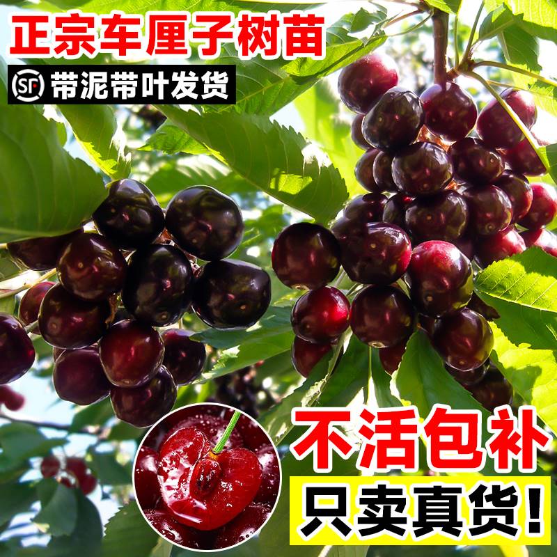 车厘子树苗樱桃树苗矮化特大樱桃果树庭院名贵南北方种植盆栽蓝莓