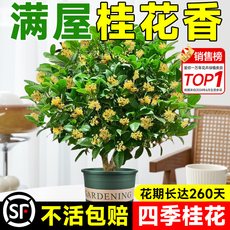 桂花树苗四季桂花盆栽室内原生带花金桂丹桂庭院大树浓香花卉绿植,鲜花速递/花卉仿真/绿植园艺,绣球/木绣球/木本植物,淘宝优惠券,粉丝福利购,淘宝优惠卷