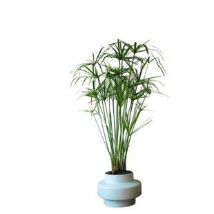 水竹水培植物水菖蒲风车草带根养龟鱼缸旱伞草室内绿植盆栽水生养