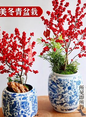 北美冬青盆栽树苗黄金冬青年宵花带红果老桩盆景室内客厅耐寒花卉
