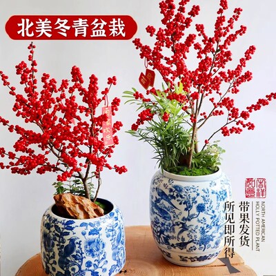 北美冬青盆栽树苗黄金冬青年宵花带红果老桩盆景室内客厅耐寒花卉