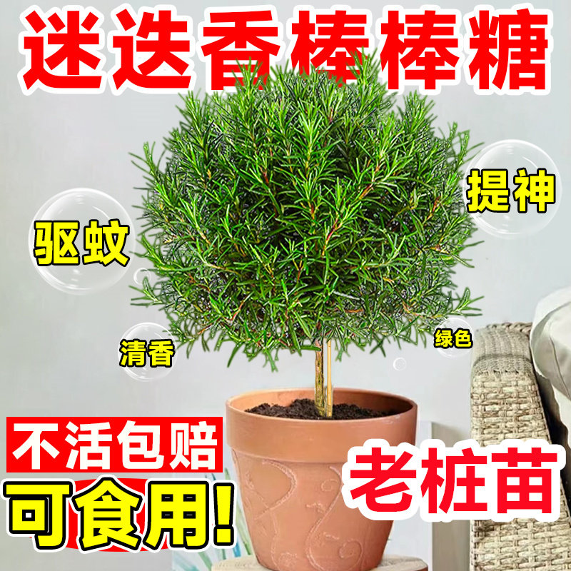 老桩独杆迷迭香盆栽盆景驱蚊驱虫可食用植物四季常青带香味绿植花图片