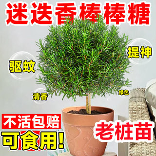 老桩独杆迷迭香盆栽盆景驱蚊驱虫可食用植物四季常青带香味绿植花