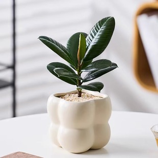 黑金刚橡皮树盆栽净化空气室内绿植办公桌盆栽四季长青好养绿植