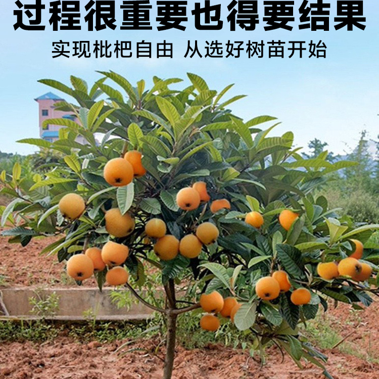 枇杷果苗无核砂糖枇杷树苗嫁接