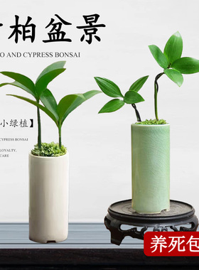 竹柏盆栽客厅好养花卉绿植水培植物办公室内桌面净化空气四季常青