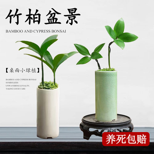 竹柏盆栽客厅好养花卉绿植水培植物办公室内桌面净化空气四季常青