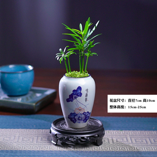 罗汉松微型盆栽茶社办公桌面迷你好养植物盆景四季长青耐寒绿植