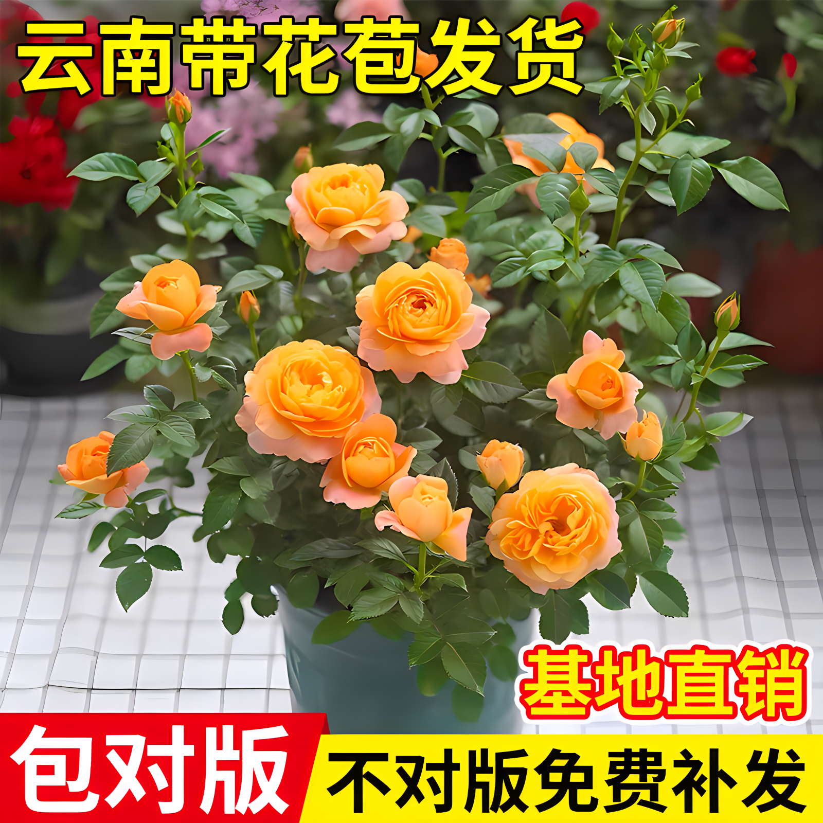 月季花苗开花植物带花苞盆栽