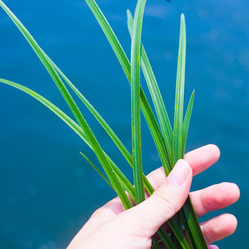 【端蕙梅】兰花惠兰名贵盆栽花卉绿植浓香兰花苗带花苞室内细叶