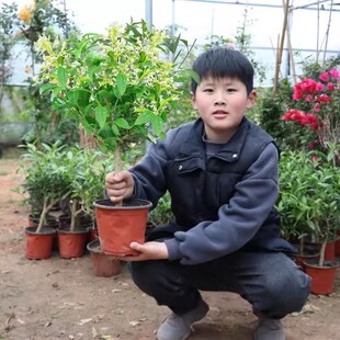 夜来香花苗盆栽阳台庭院夏季驱蚊香草树苗夜来香植物花卉当年开花