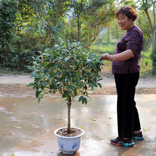 桂花树苗地栽四季常青桂花树金桂丹桂大树苗庭院植物阳台浓香花卉