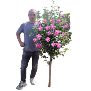 木槿花树苗好养多季开花卉盆栽地栽庭院别墅阳台绿化耐寒耐热植物