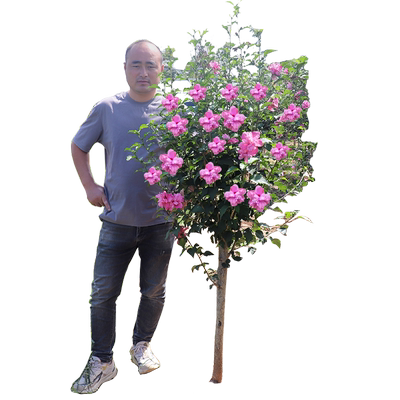 树苗绿化别墅庭院木槿花