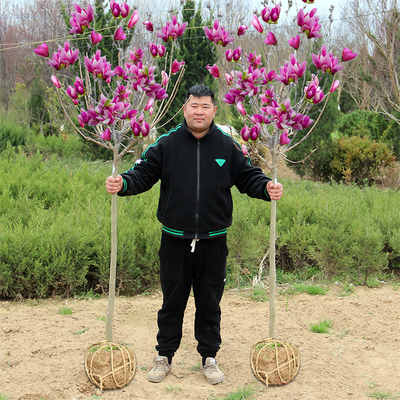 白黄红别墅玉兰花四季