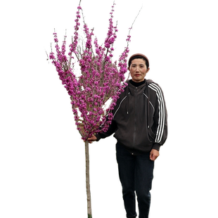 紫荆花树苗室外花卉南北方植物庭院丛生四季开花绿化园林风景树苗