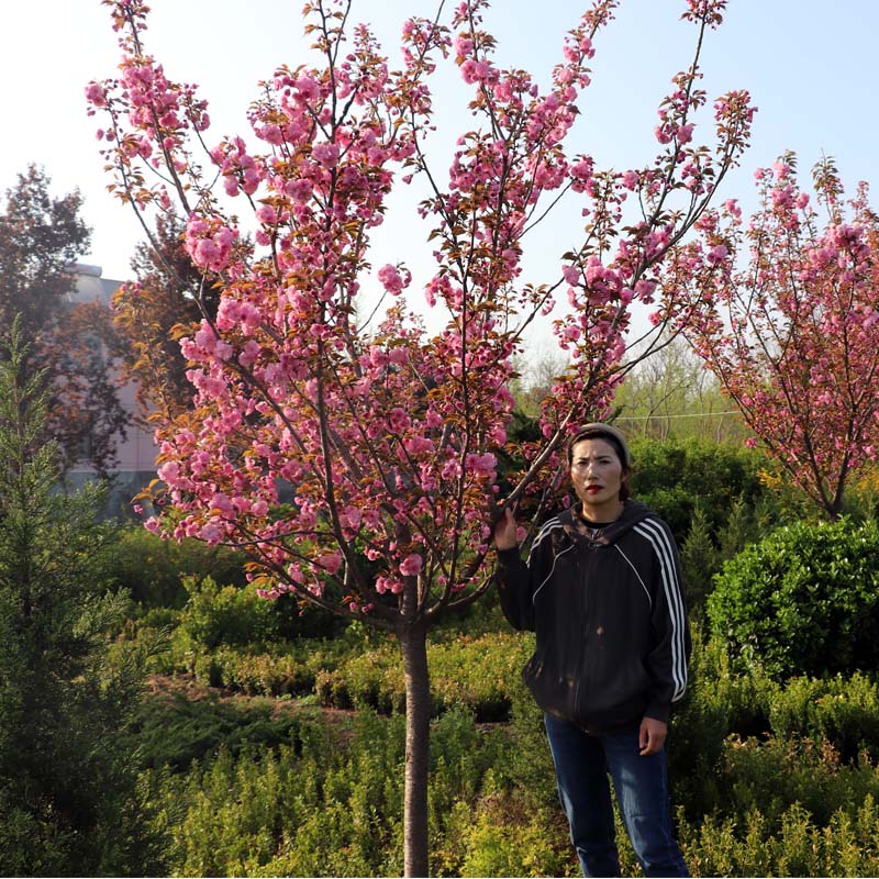 日本樱花树苗盆栽别墅庭院绿化植物四季室外耐寒樱花苗大型风景树