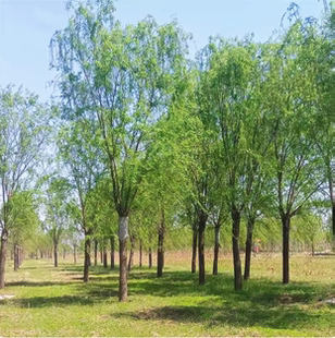 垂柳树苗金丝垂柳黄金柳庭院公园绿化行道树大型风景树速生柳树苗