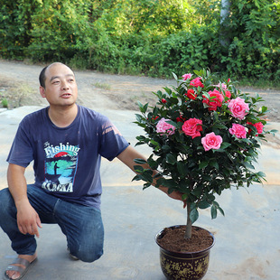 茶花树苗盆栽带花苞五色赤丹植物玫瑰花好养山茶花苗多季开花老桩