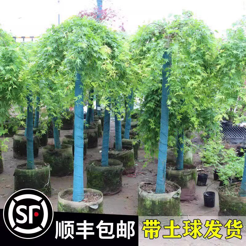 流泉树苗垂枝枫瀑林疏影