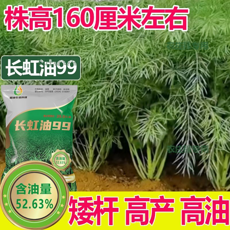 高产矮杆油菜种子长虹油99四川家庭园艺种子