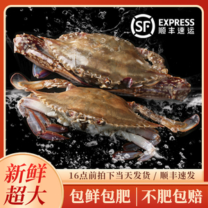 梭子蟹鲜活特大野生舟山大螃蟹新鲜冷冻海蟹水产飞蟹白蟹海鲜水产