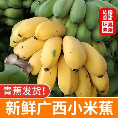 现摘广西小米蕉当季新鲜水果