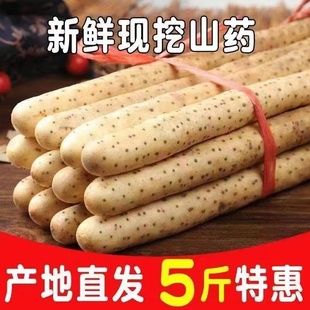 新鲜山药5斤装 正宗铁棍山药河南焦作垆土怀山药铁杆淮山药包邮