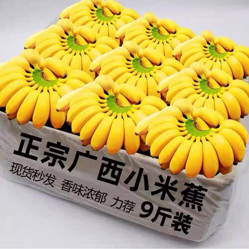 正宗广西小米蕉香蕉新鲜水果