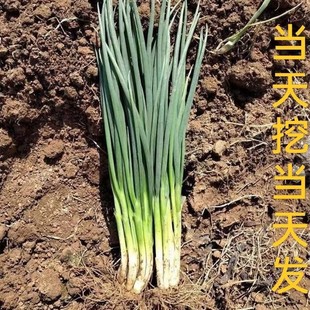 农家自种新鲜小香葱小葱小分葱小白露葱香葱蘸酱蔬菜湖北农家菜A