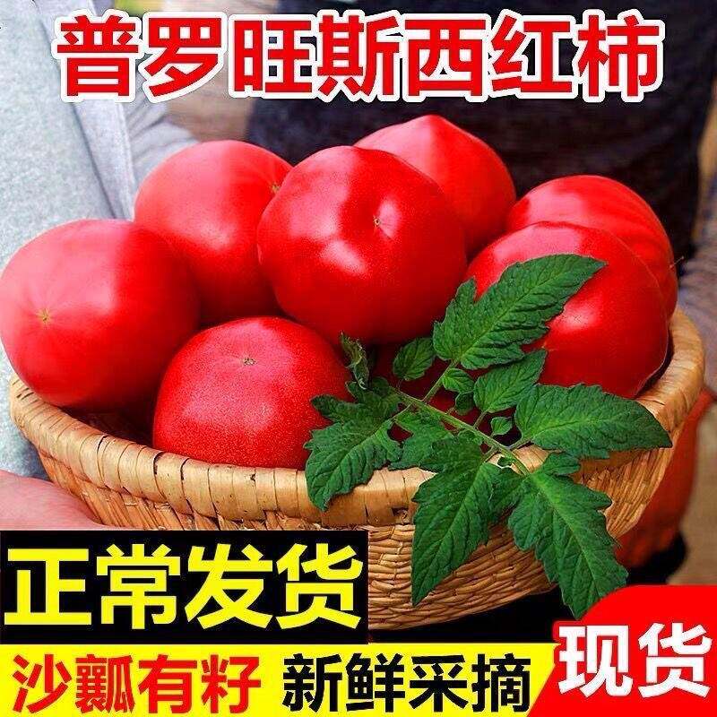 普罗旺斯西红柿5斤新鲜自然熟海阳生吃沙瓤水果番茄草莓柿子5斤