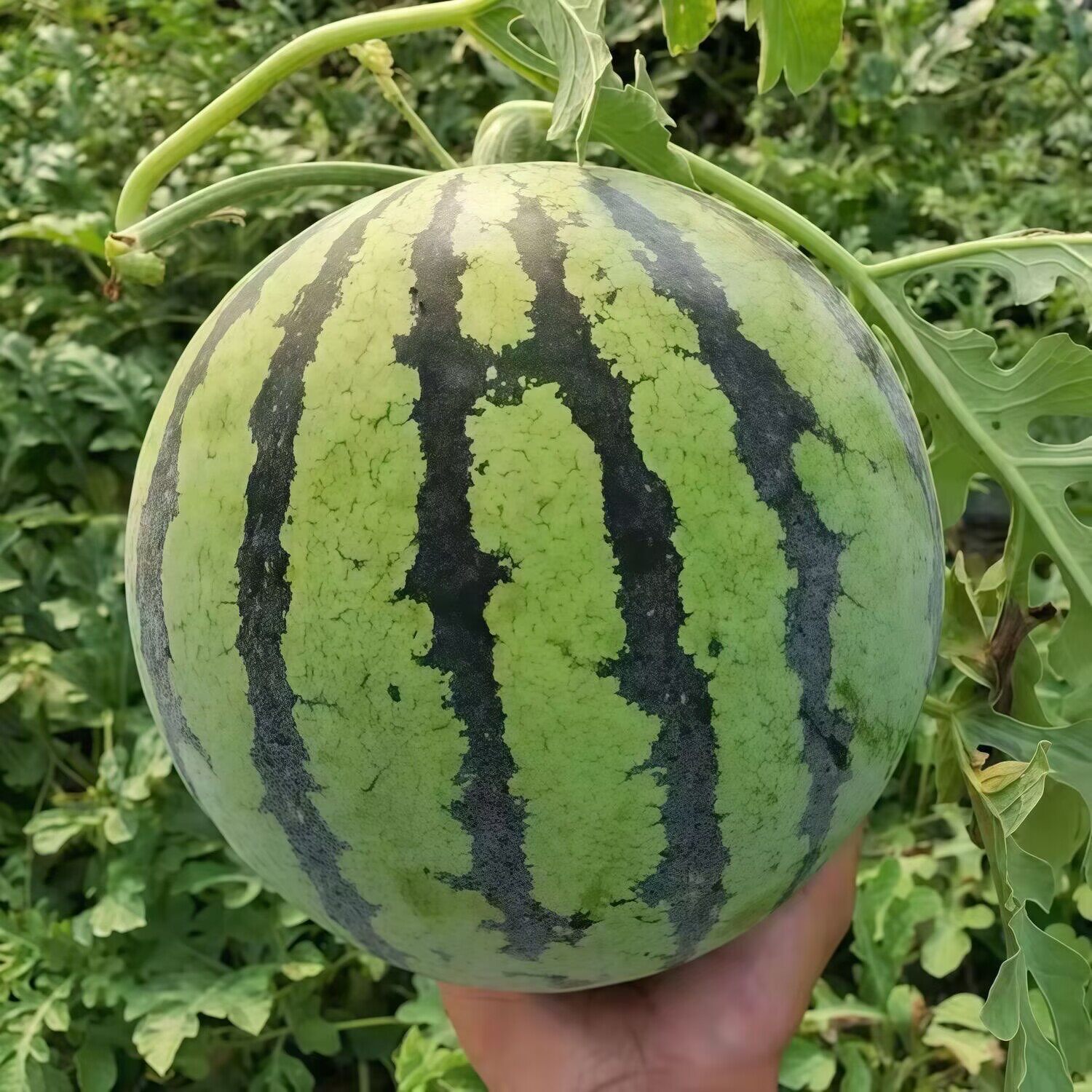 正宗冰糖麒麟西瓜超甜8424新鲜薄皮现摘无籽有籽新鲜水果美都西瓜