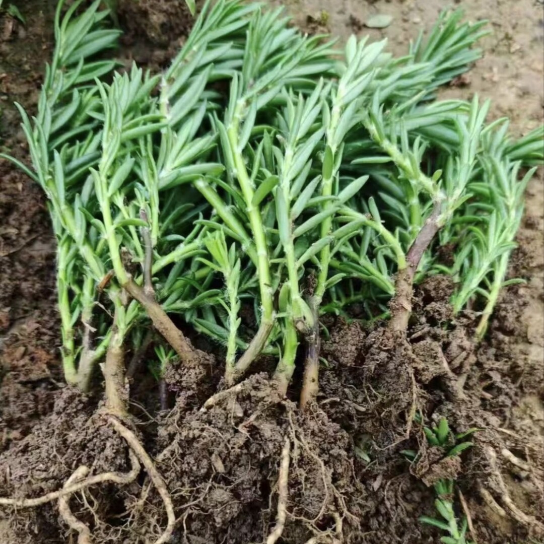 特大花重瓣玫红色太阳花苗四季开花耐热阳台庭院可种花卉绿植