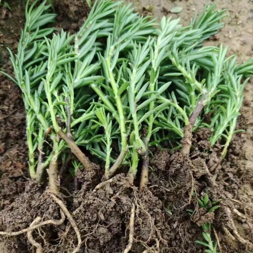 特大花重瓣玫红色太阳花苗四季开花耐热阳台庭院可种花卉绿植
