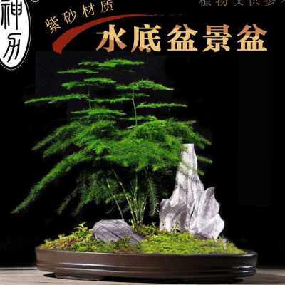 神力紫砂吸水石假山水仙花碗莲长方椭圆形紫砂接水托盘盆景盆花盆