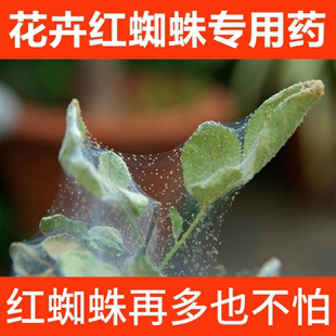 红蜘蛛专用药月季 花病虫害常用药红杀阿维菌素植物家用花药杀虫剂