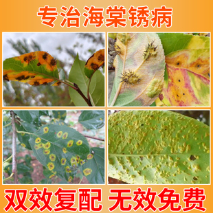 国光三唑酮白粉病紫薇月季蔷薇绣球玫瑰杀菌剂梨树黑麦草锈病植物