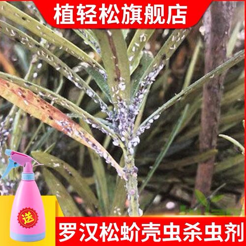 罗汉松蚧壳虫杀虫剂农药送喷壶