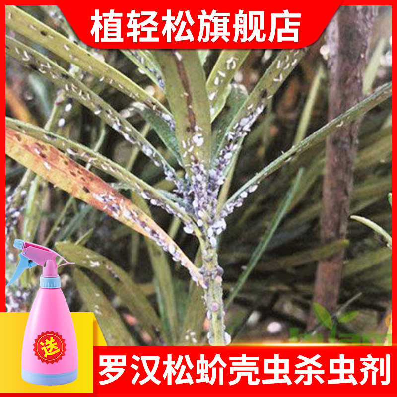 罗汉松杀虫剂蚧壳虫蚜虫松树除虫药五针松花药农药介壳虫花卉盆栽