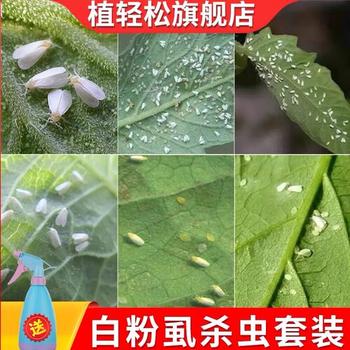 白粉虱杀虫剂套装送喷壶