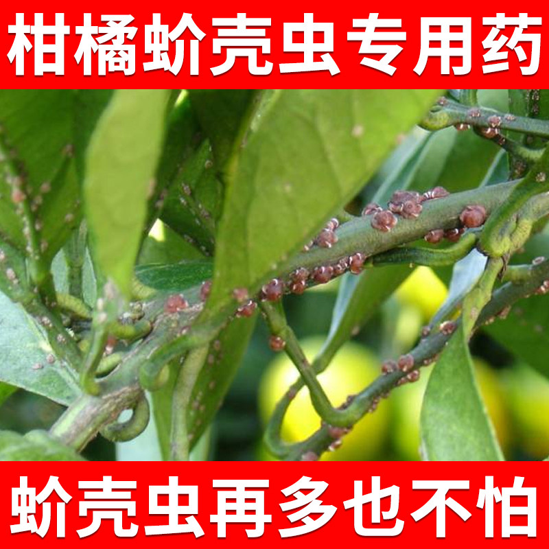 柑橘蚧壳虫杀虫剂介壳盾介橘子除虫剂果树驱虫农药打虫药螺虫乙酯