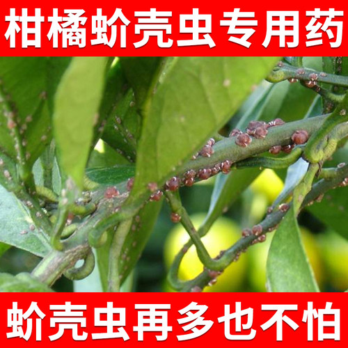 柑橘桔子杀虫剂农药螺虫乙酯