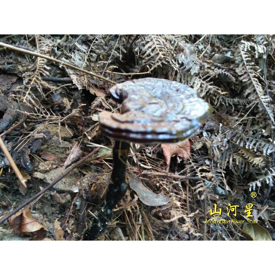 山河树舌芝VQG紫神芝芝草仙草瑞菌星赤野生灵孢子粉福建芝三明闽