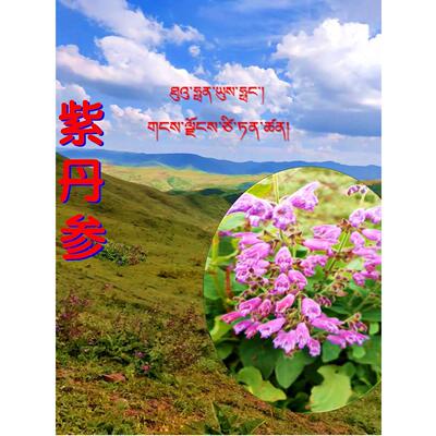 雪紫参丹参255g西ZTL藏参乌赤山参紫丹参配发香枣清新红香甜可域