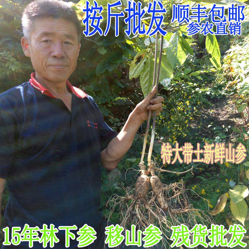 北长白山东鲜大人参野山参林下参残锈鲜特移山参15年YVT-20年新10