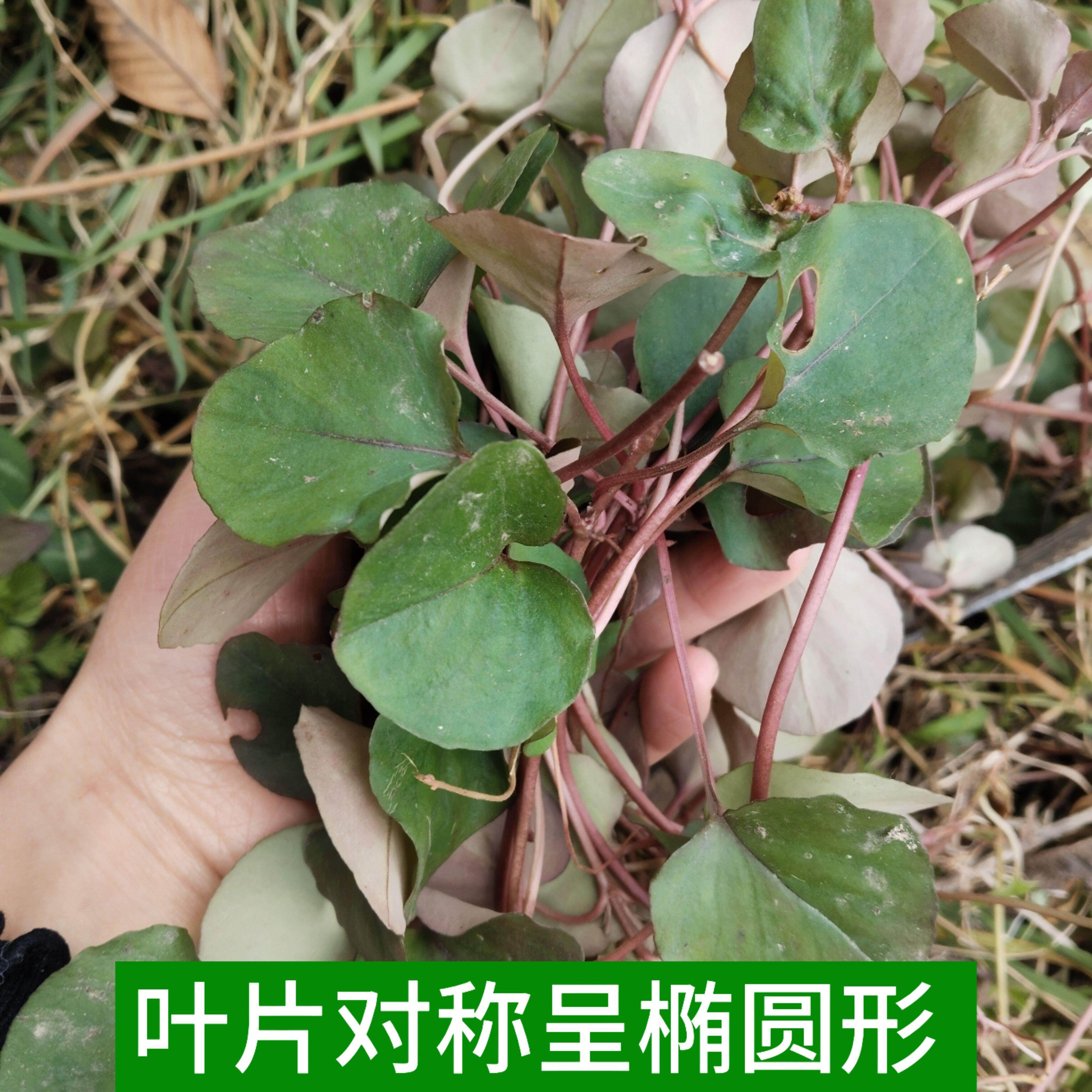 四川深山大叶WPP金钱蹄草苗草药新鲜现面采过路黄中全株马金草镜