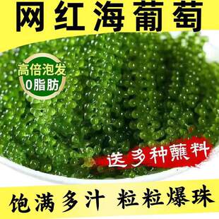 海葡萄即食儿童盐渍海带新鲜凉拌菜水葡萄海洋蔬菜绿色鱼子酱海藻