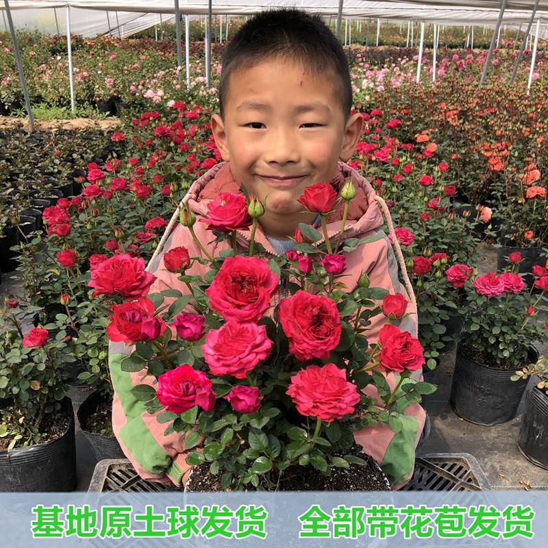 月季花苗海神王特大花果汁阳台庭院金丝雀花卉灌木盆栽玫瑰带花苞
