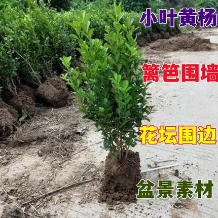 黄杨树苗小叶瓜子黄杨苗围墙篱笆植物庭院绿化造景四季常青树苗