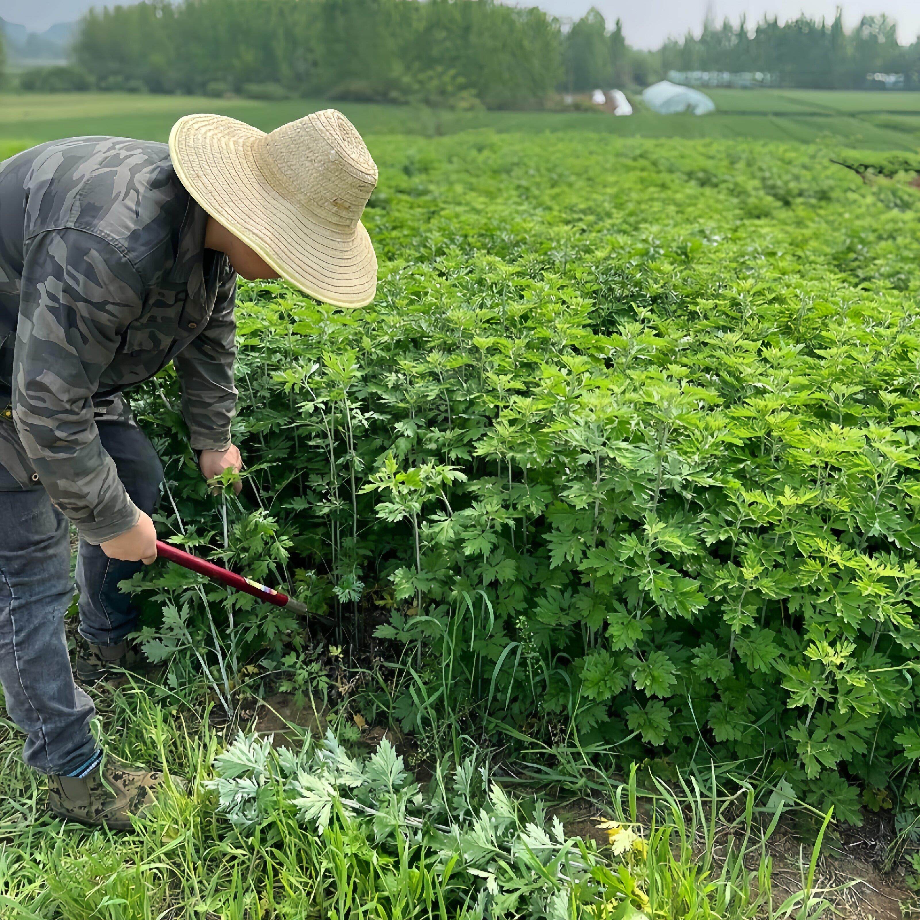 2026年新鲜整枝艾草大叶端午节挂门窗整颗带叶带杆不带根艾蒿礼品